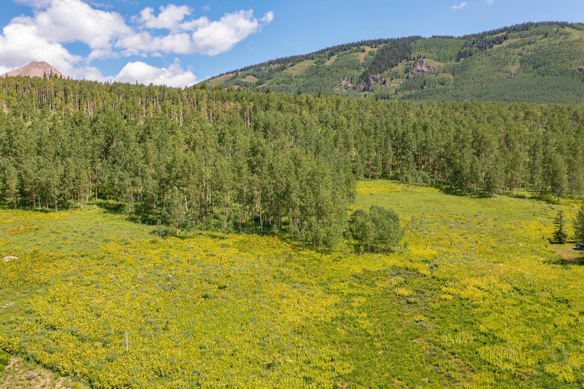 36 Quartz Circle, Crested Butte Colorado - tree view