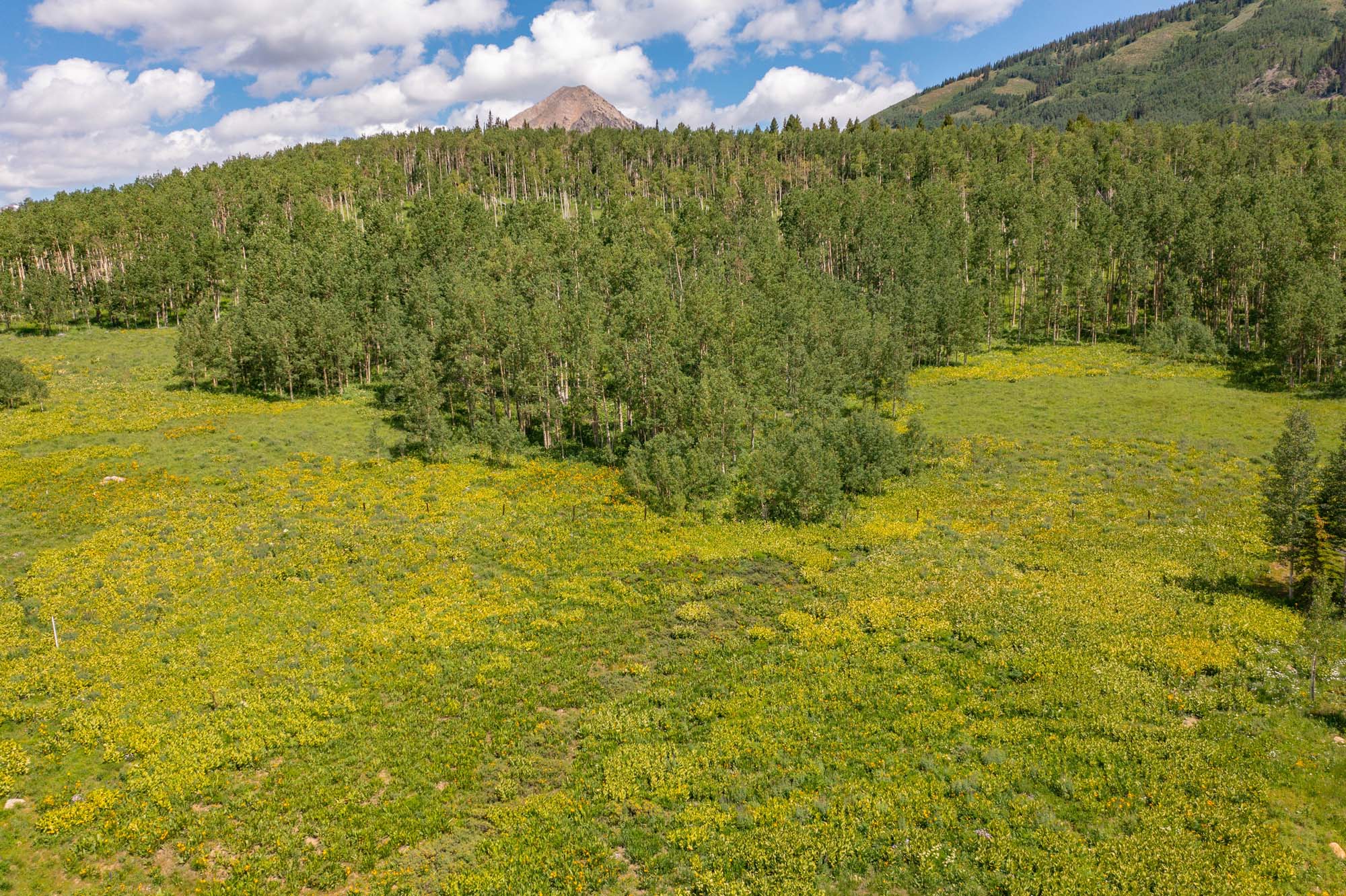 36 Quartz Circle, Crested Butte Colorado - tree view