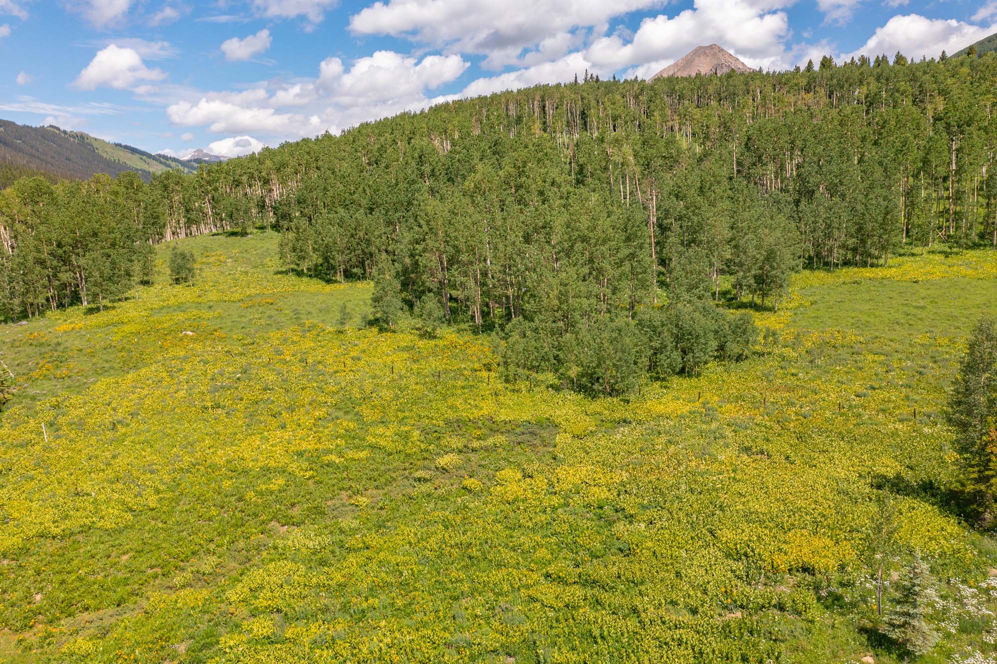 36 Quartz Circle, Crested Butte Colorado - tree view