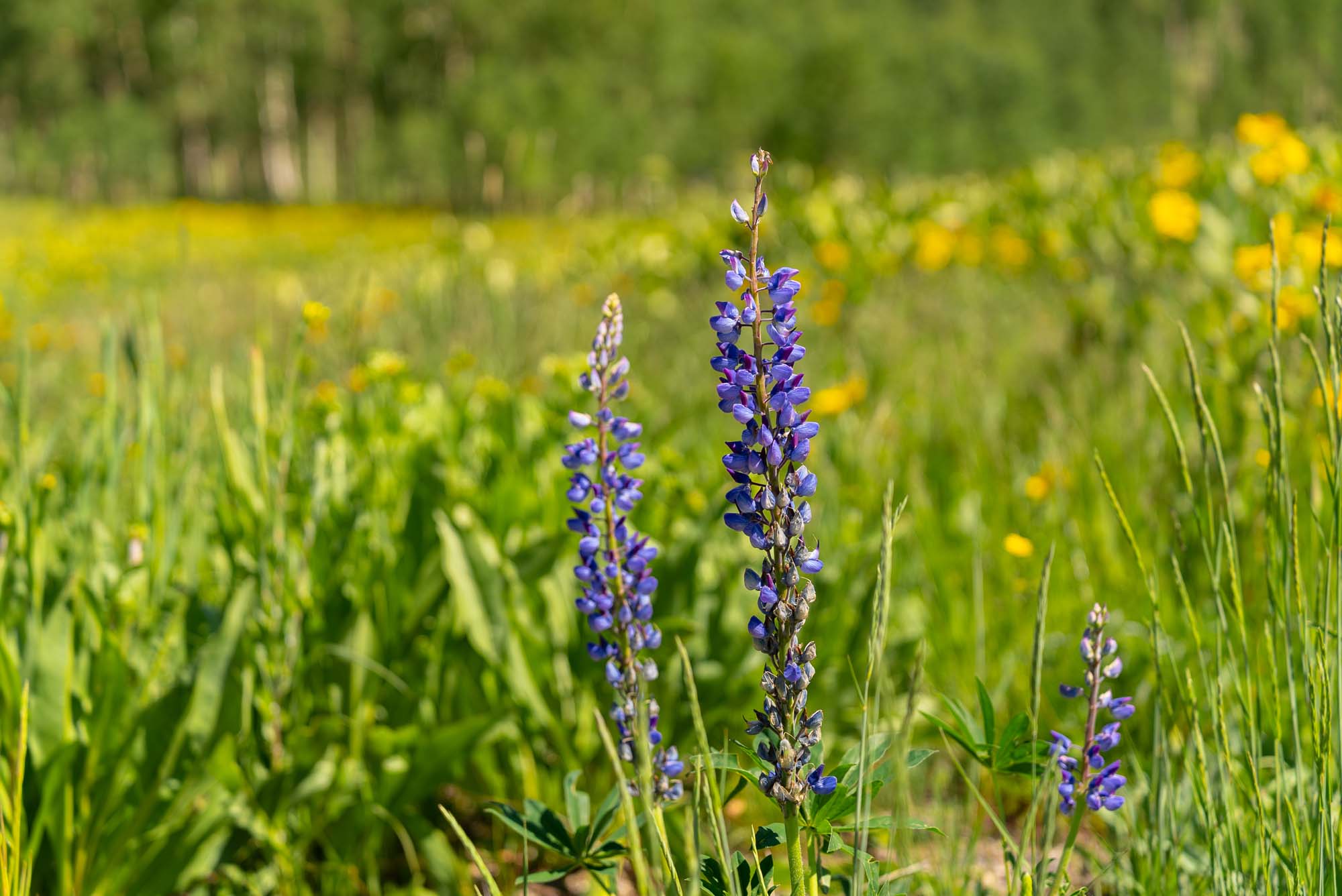 36 Quartz Circle, Crested Butte Colorado - landscape